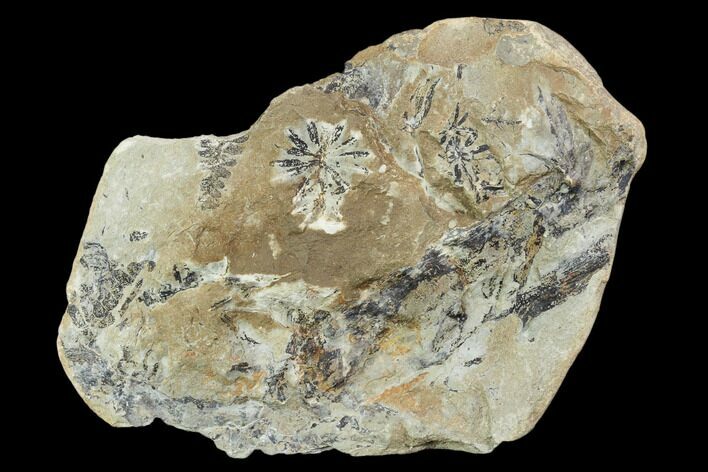 Annularia Fern Fossil Plate - Mazon Creek #106652